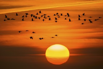 Common Crane (Grus grus) group flying, Lower Saxony, Germany