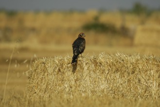 Montagu's Harrier (Circus pygargus) juveniles, Catalonia, Spain