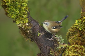 Scrubtit (Acanthornis magna), Tasmania, Australia