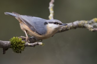 European Nuthatch - Kleiber - Sitta europaea ssp. caesia, Germany, adult