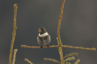 Ring Ouzel (Turdus torquatus) male singing, Bavaria, Germany