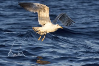 Yellow-legged Gull (Larus michahellis) flying, Ibiza, Spain