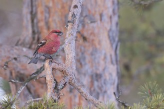 Pine Grosbeak - Hakengimpel - Pinicola enucleator, Finland, adult male
