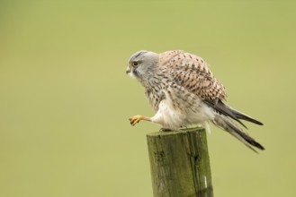 Torenvalk; Common Kestrel; Falco tinnunculus;