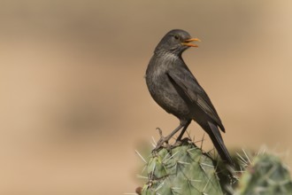Eurasian Blackbird - Amsel - Turdus merula ssp. mauretanicus, Morocco, adult female