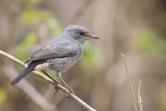 Blackstart - Schwarzschwanz - Cercomela melanura ssp. neumanni, Oman
