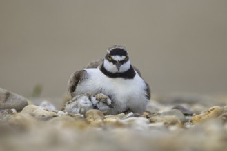 Little Ringed Plover (Charadrius dubius) with chick, North Rhine-Westphalia, Germany