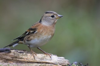 Brambling (Fringilla montifringilla) female perched on a branch, Lower Saxony, Germany