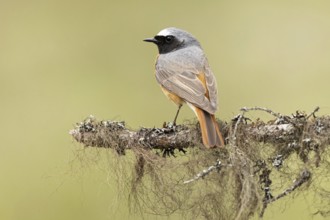 Common Redstart (Phoenicurus phoenicurus) male perched on a branch, Dalarna, Sweden