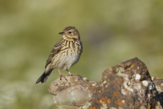 Tree Pipit (Anthus trivialis), Armenia