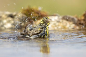 European Serin (Serinus serinus) male bathing at a waterhole, Alicante, Spain
