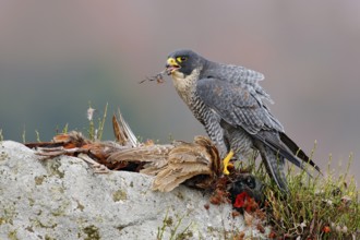 Widlife scene from nature, animal behaviour. Peregrine Falcon, Falco peregrinus, with kill Common