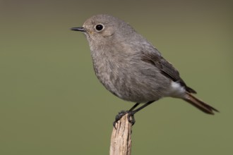 Black Redstart (Phoenicurus ochruros) female, Lower Saxony, Germany