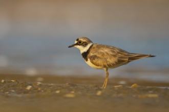Little Ringed Plover (Charadrius dubius), North Rhine-Westphalia, Germany