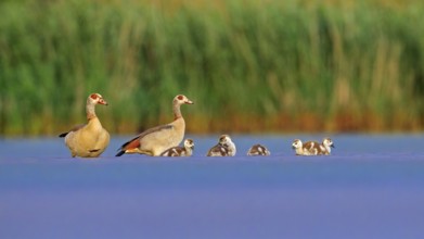 Egyptian Goose (Alopochen aegyptiaca) pair with chicks, Saxony-Anhalt, Germany