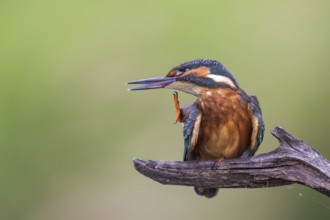 Common Kingfisher (Alcedo atthis) preening, perched on a branch, Saxony-Anhalt, Germany