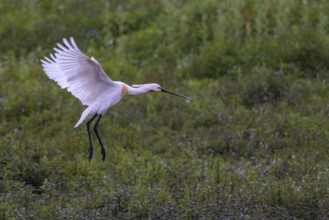 Eurasian Spoonbill (Platalea leucorodia) landing, North Rhine-Westphalia, Germany