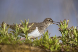 Common Sandpiper (Actitis hypoleucos), North Rhine-Westphalia, Germany