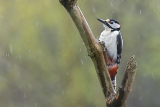 Great Spotted Woodpecker (Dendrocopos major) male, Lower Saxony, Germany