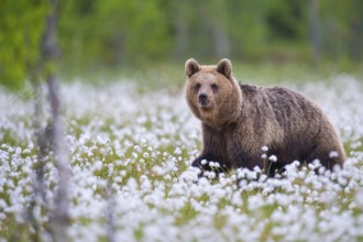 Eurasian Brown Bear (Ursus arctos) male close-up in white cottongrass, Finland
