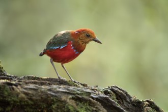 Blue-banded Pitta (Erythropitta arquata), Sabah, Malaysia
