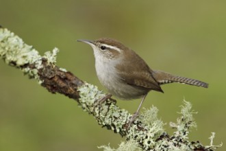 Bewick's Wren (Thryomanes bewickii), Canada