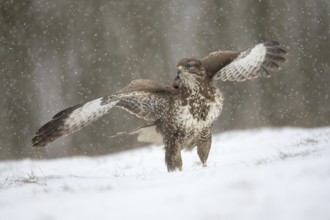 Common Buzzard (Buteo buteo) perched on snowy ground, Poland