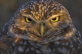 Burrowing Owl (Athene cunicularia), Florida, USA