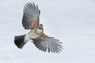 Eurasian Jay (Garrulus glandarius) flying, Lower Saxony, Germany