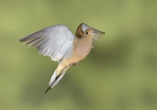 Mourning Dove (Zenaida macroura) flying, Texas, USA