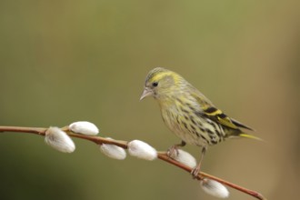 Eurasian Siskin (Spinus spinus) female, Lower Saxony, Germany