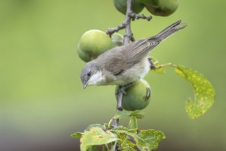 Lesser Whitethroat (Sylvia curruca) young bird in a plum tree, Mecklenburg-Western Pomerania,