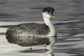 Western Grebe (Aechmophorus occidentalis), British Columbia, Canada