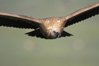 Griffon Vulture (Gyps fulvus) juvenile, Castile-La Mancha, Spain