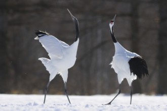 Red-crowned Crane (Grus japonensis) calling, Hokkaido, Japan