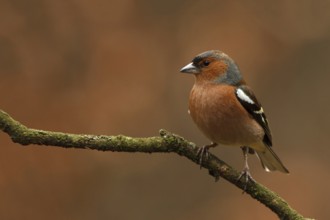 Common Chaffinch (Fringilla coelebs) male, Utrecht, Netherlands