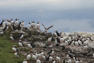 Atlantic Puffin (Fratercula arctica), Farne Islands, United Kingdom