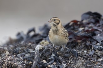 Lapland Longspur (Calcarius lapponicus) foraging at a beach, Schleswig-Holstein, Germany