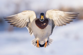 Mallard (Anas platyrhynchos) male flying, Lower Saxony, Germany