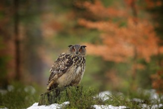 Eurasian Eagle Owl, Bubo Bubo, sitting on the tree branch, wildlife photo in the forest with orange