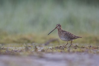 Common Snipe (Gallinago gallinago) foraging, North Rhine-Westphalia, Germany