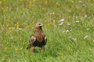 Lesser Spotted Eagle (Clanga pomarina), Mecklenburg-Western Pomerania, Germany