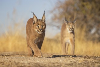 Caracal (Caracal caracal) two adult walking in meadow, Castile-La Mancha, Spain