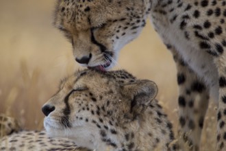 Cheetah (Acinonyx jubatus) captive, two females, Castile-La Mancha, Spain