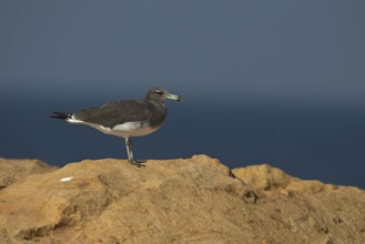 Sooty Gull (Ichthyaetus hemprichii), Ras Janjari, Oman