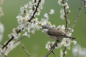 Lesser Whitethroat (Sylvia curruca), North Rhine-Westphalia, Germany