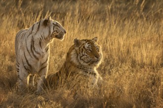 Bengal Tiger (Panthera tigris) white morph female together with normal color male, captive,