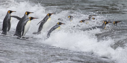 King Penguin (Aptenodytes patagonicus) group going to sea, South Georgia