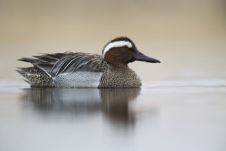 Garganey (Spatula querquedula) male, Saxony, Germany