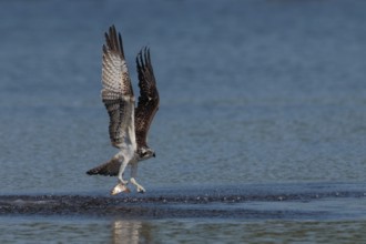 Fischadler, lat. Pandion haliaetus, startet von der Wasseroberfläche mit gefangenem Fisch